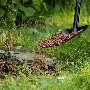 Лопата СИБРТЕХ совковая, металлический черенок СИБРТЕХ 61613