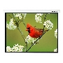 Экран Lumien 305x305см Master Picture LMP-100107 1:1 настенно-потолочный рулонный