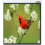 Экраны LUMIEN LUMIEN Master Picture LMP-100129 220*220 1:1, черная кайма по периметру