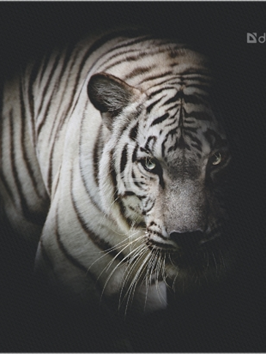 Коврик для мыши Defender Wild Animals и, 220x180x2 мм, 8 видов